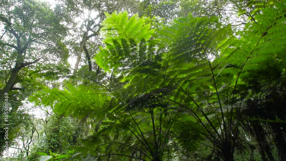 Giant Fern on Kilimanjaro Mountain. Rain forest vegetation. Giant fern in the rain forest. Fern in the jungle. Africa. Tanzania Giant Fern on Kilimanjaro Mountain. Rain forest vegetation. Giant fern in the rain forest. Fern in the jungle. Africa. Tanzania