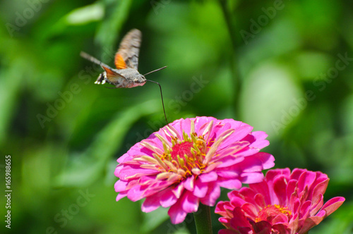 Hummingbird Hawk Moth (Macroglossum stellatarum) sucking nectar from wildflower. Hummingbird hovering over pink flowers photo