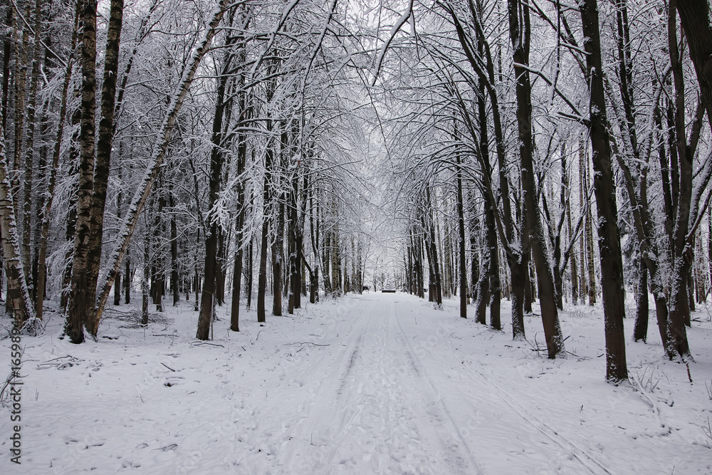 winter forest covered snow winter forest covered snow