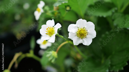Strawberry flower in orchard