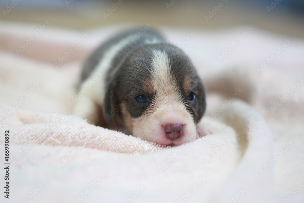 pure breed beagle Puppy is sleeping and looking in first time pure breed beagle Puppy is sleeping and looking in first time