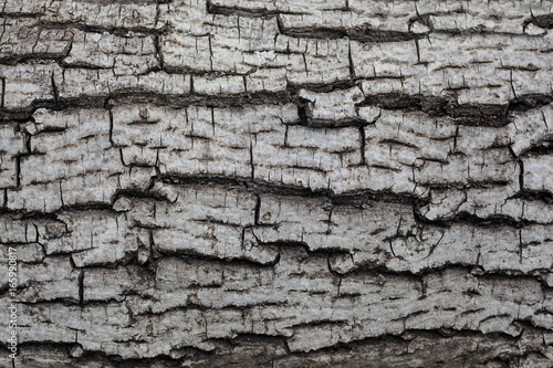 Old Gray Wood