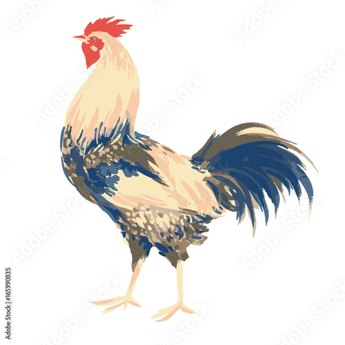 cock isolated on white background, art cock, print cock, decoration cock, sketch cock, colorful cock, cock illustration, watercolor cock