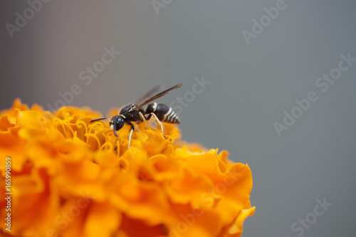 Wasp photo