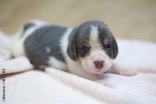 pure breed beagle Puppy is sleeping and looking in first time © Sigma s