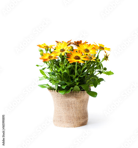 Fototapeta Naklejka Na Ścianę i Meble -  beautiful  colorful daisy flowers in small pot decorated with sackcloth isolated on white