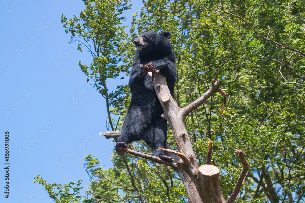 Obraz premium Ours noir d'Asie en haut d'un arbre