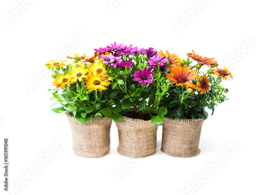 Fototapeta Naklejka Na Ścianę i Meble -  beautiful  colorful daisy flowers in small pots decorated with sackcloth isolated on white