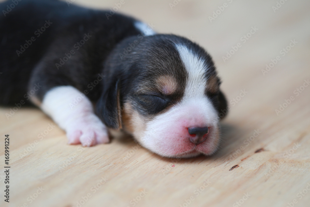 pure breed beagle Puppy is sleeping and looking in first time pure breed beagle Puppy is sleeping and looking in first time