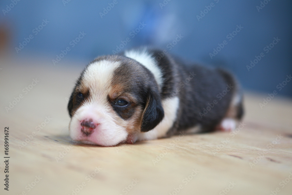 pure breed beagle Puppy is sleeping and looking in first time pure breed beagle Puppy is sleeping and looking in first time