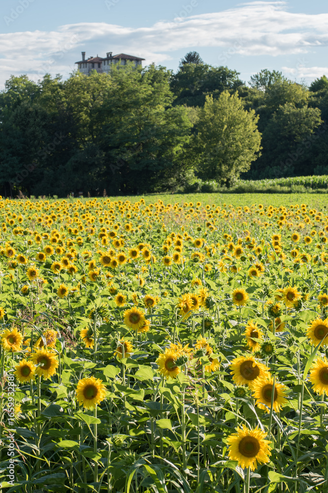 Sunflowers Sunflowers