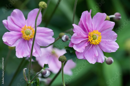 two pink anemones flower in the garden