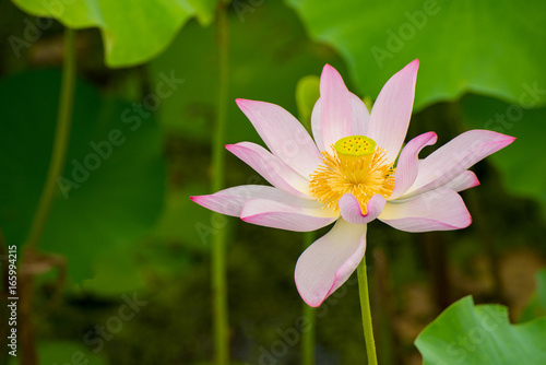 That reproduces the lotus seeds that slept about 2000 years ago.  Dr. Ooga lotus  is the oldest flower in the world .
