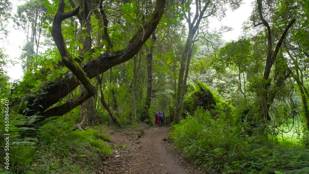 Porters hiking on the path in rain forest on Kilimanjaro mountain, Machame route. Kilimanjaro mountain jungle, rain forest. route with guide and porter. Tanzania. Africa. Trek up the Machame Route Porters hiking on the path in rain forest on Kilimanjaro mountain, Machame route. Kilimanjaro mountain jungle, rain forest. route with guide and porter. Tanzania. Africa. Trek up the Machame Route