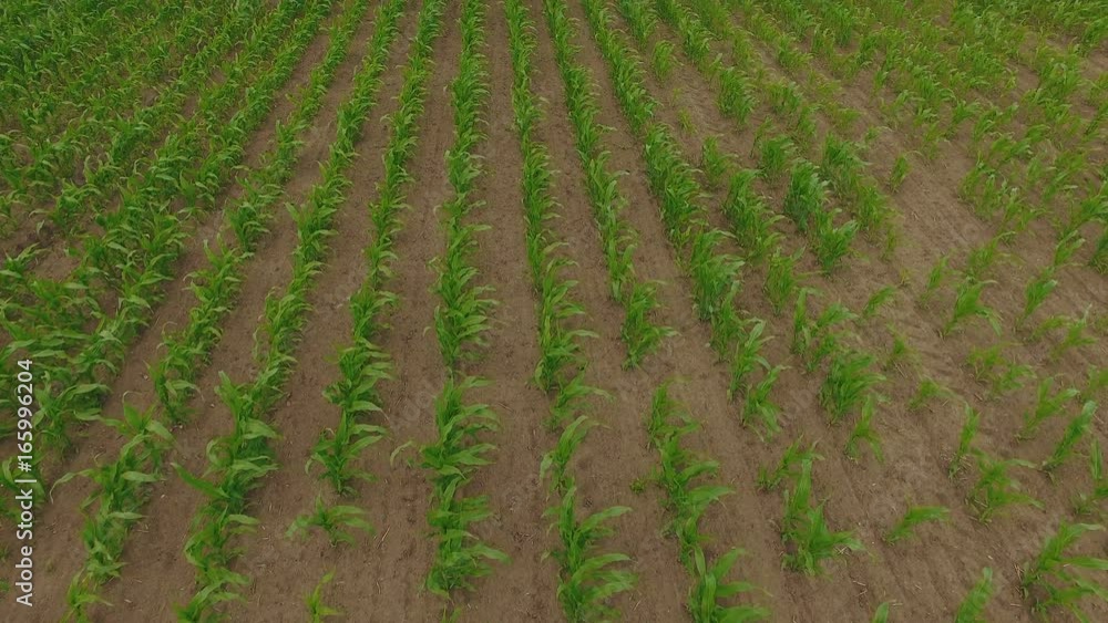 Aerial view of green cornfields in 4K Aerial view of green cornfields in 4K
