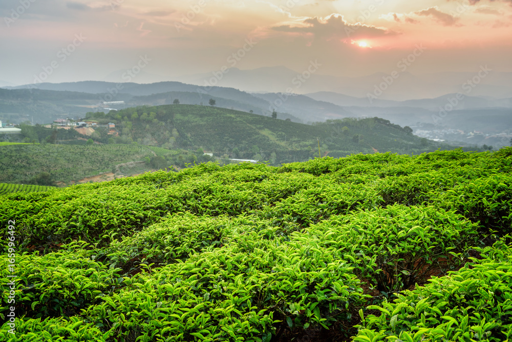 Scenic young bright green tea bushes and colorful sunset sky