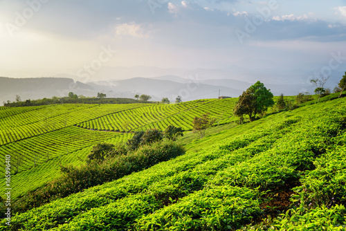 Fototapeta Naklejka Na Ścianę i Meble -  Amazing view of tea plantation. Fantastic summer rural landscape