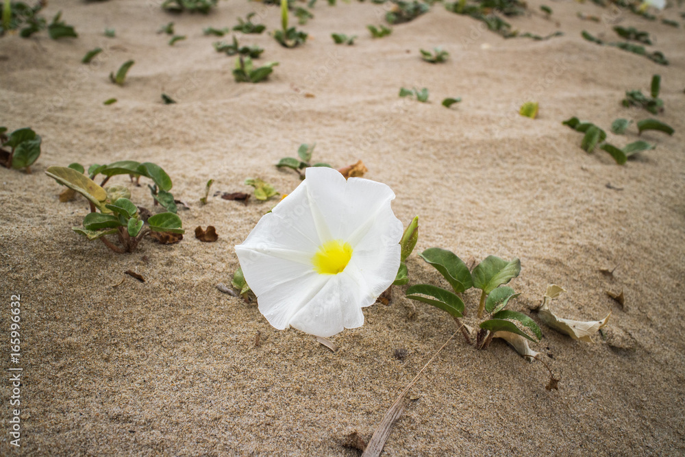 flower flower