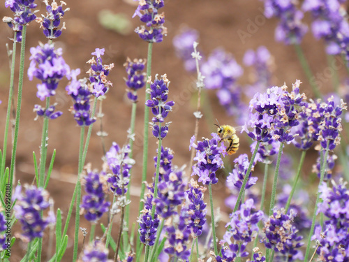 honey bee on a lavender flower  Chiba  Japan