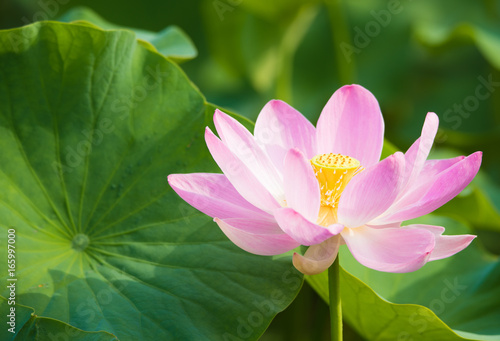 The blooming lotus flower and lotus leaves