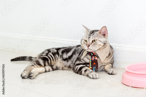 Cute American shorthair cat with neck tie waiting for food