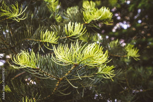 Fresh needles grown on the tips of a fir branch