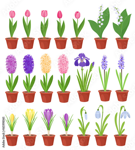 Spring flowers in flower pots. Irises, lilies of valley, tulips, narcissuses, crocuses and other primroses. Garden design icons isolated on white background