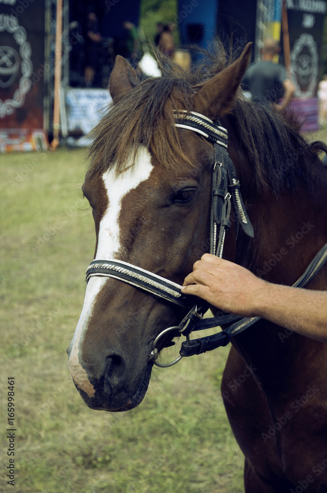 Fototapeta premium Beautiful horse, proud animal