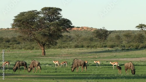 Herd of blue wildebeest grazing and springbok antelopes walking, Kalahari, South Africa