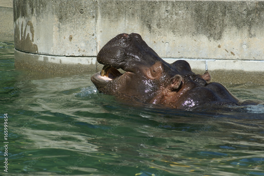 Fototapeta premium カバ