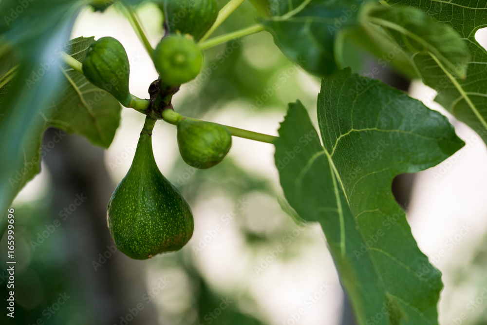 Fruits in the summer. Figs and apricots. Fruits in the summer. Figs and apricots.