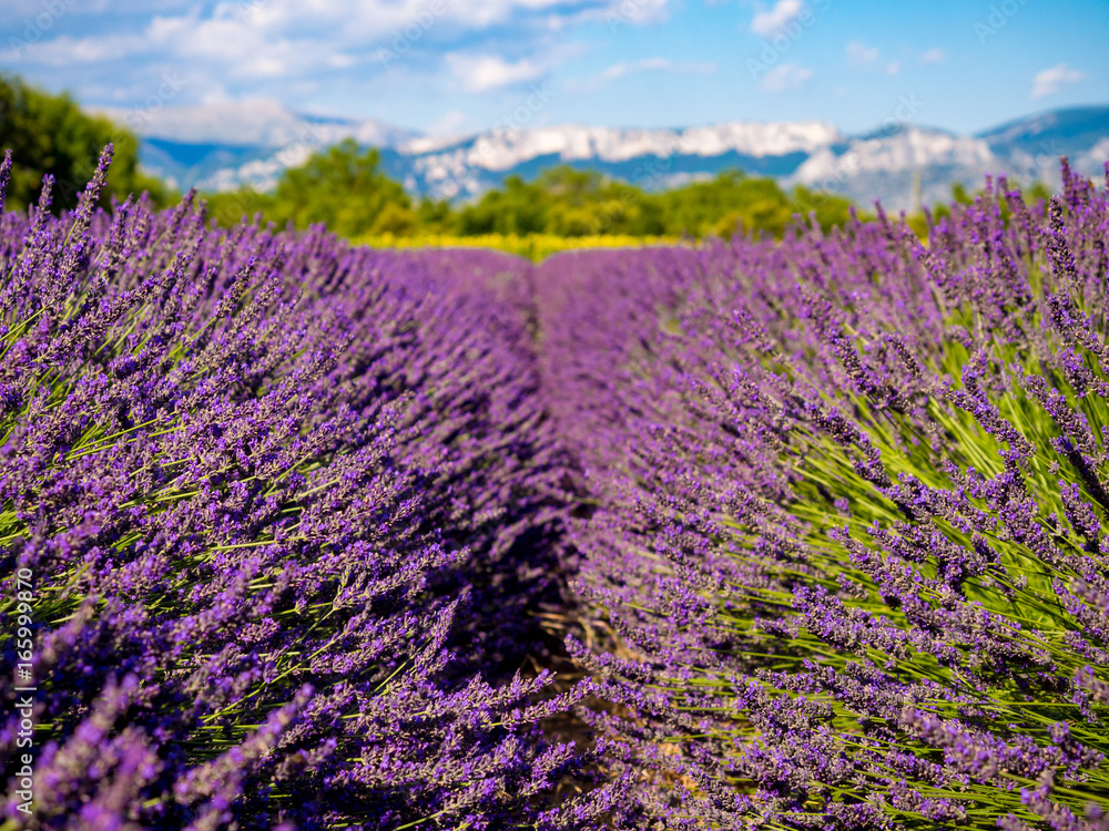 Naklejka premium Lavender field in Provence
