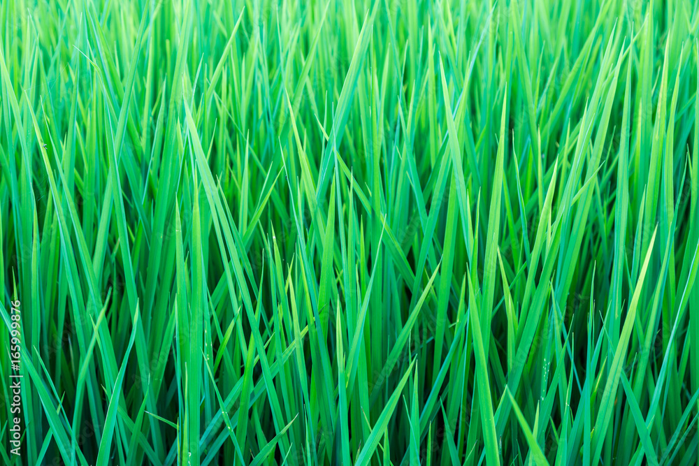 green fresh paddy leaf background in summer . green fresh paddy leaf background in summer .