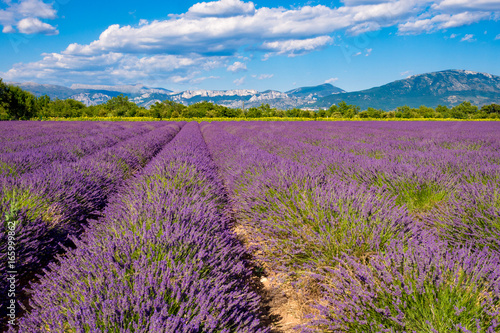 Lavender fields near Verdon lake in Provence