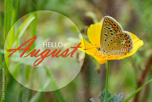Hello August wallpaper with wonderful wild flower and butterfly 