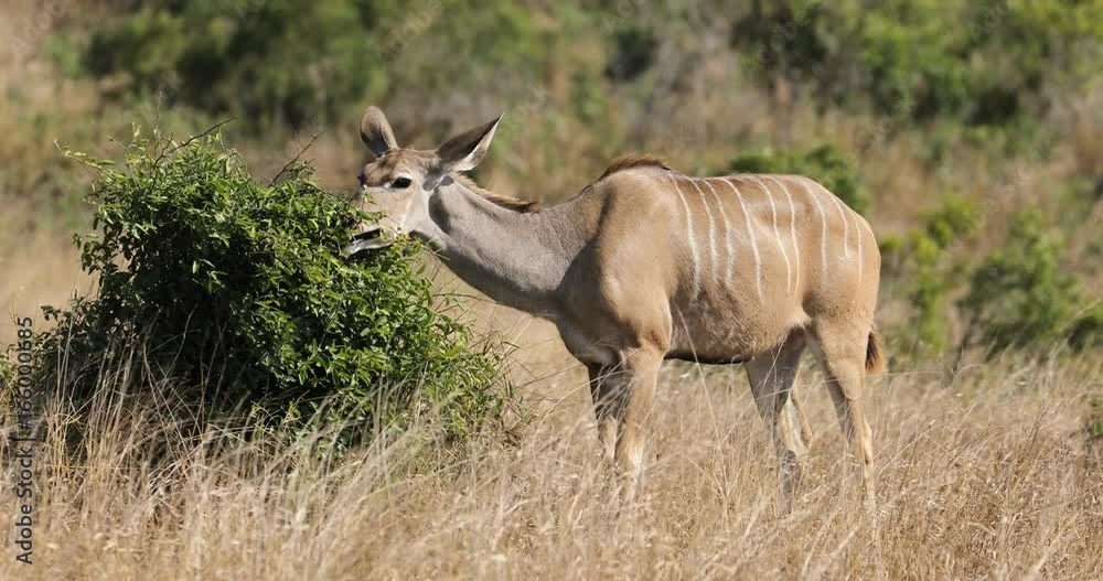 A kudu antelope (Tragelaphus strepsiceros) feeding on a bush, Kruger National Park, South Africa A kudu antelope (Tragelaphus strepsiceros) feeding on a bush, Kruger National Park, South Africa