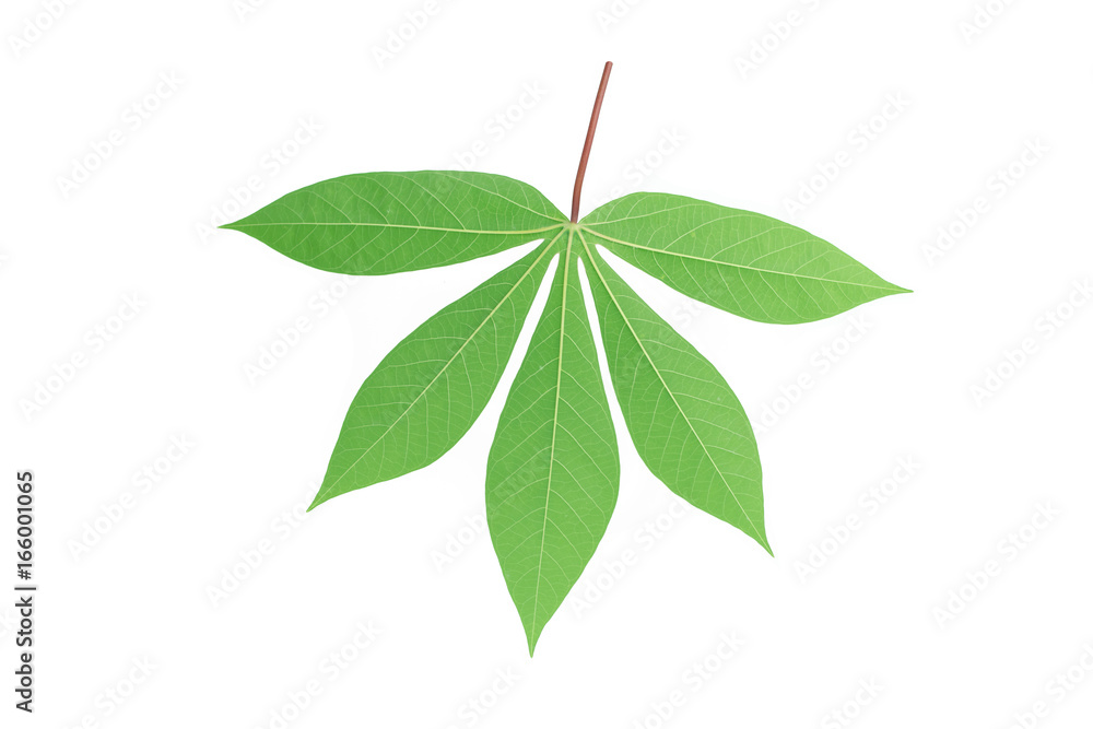 back cassava leaf isolated on white background back cassava leaf isolated on white background