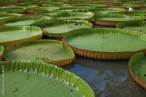 Giant Victoria Amazonica water lilies