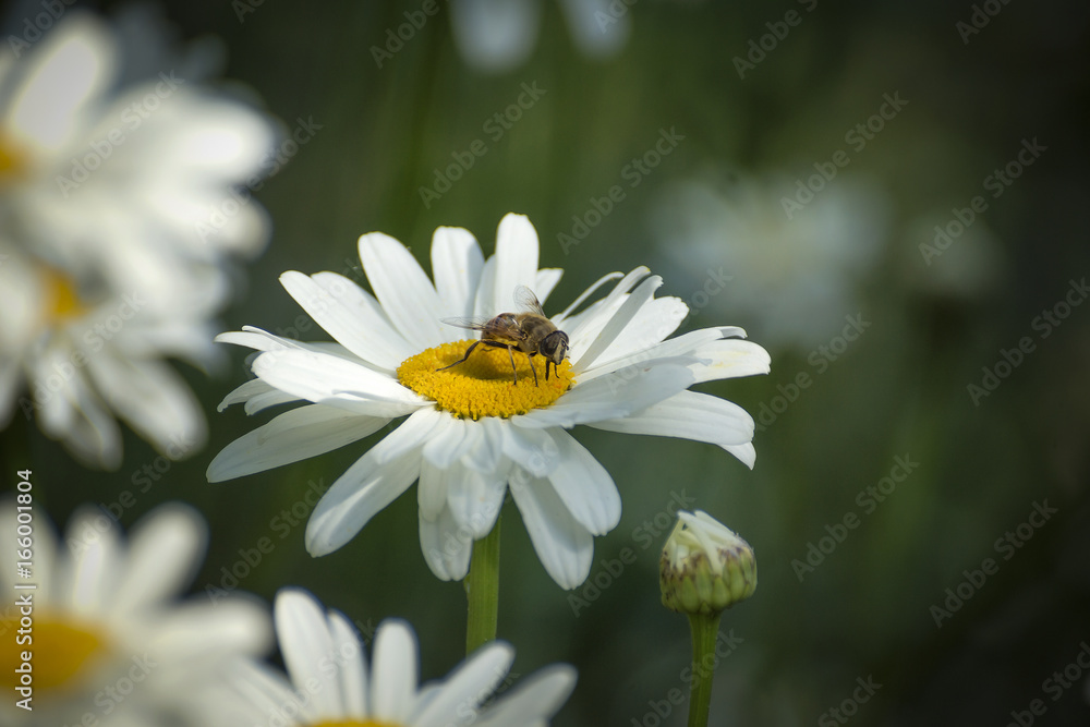 Obraz premium Romashki on a summer meadow.