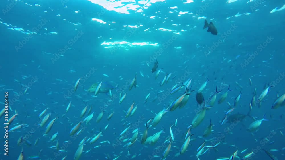 ein sehr großer Schwarm Fische (vielstreifen Füsilier und Blauflossenmakrele) schwimmt im Meer an einem Riff entlang ein sehr großer Schwarm Fische (vielstreifen Füsilier und Blauflossenmakrele) schwimmt im Meer an einem Riff entlang