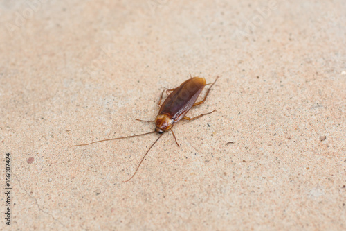 cockroach on concrete floor