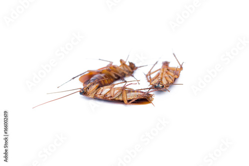 Cockroach isolated white background © Achira22