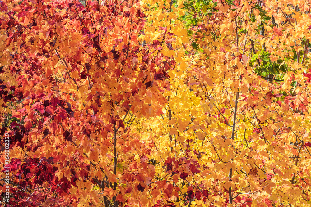 Detail of a colorful fall leaves of trees in the forest Detail of a colorful fall leaves of trees in the forest