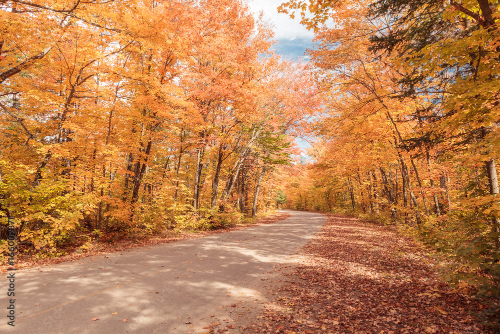 Long road through a beautiful yellow fall forest with tall trees