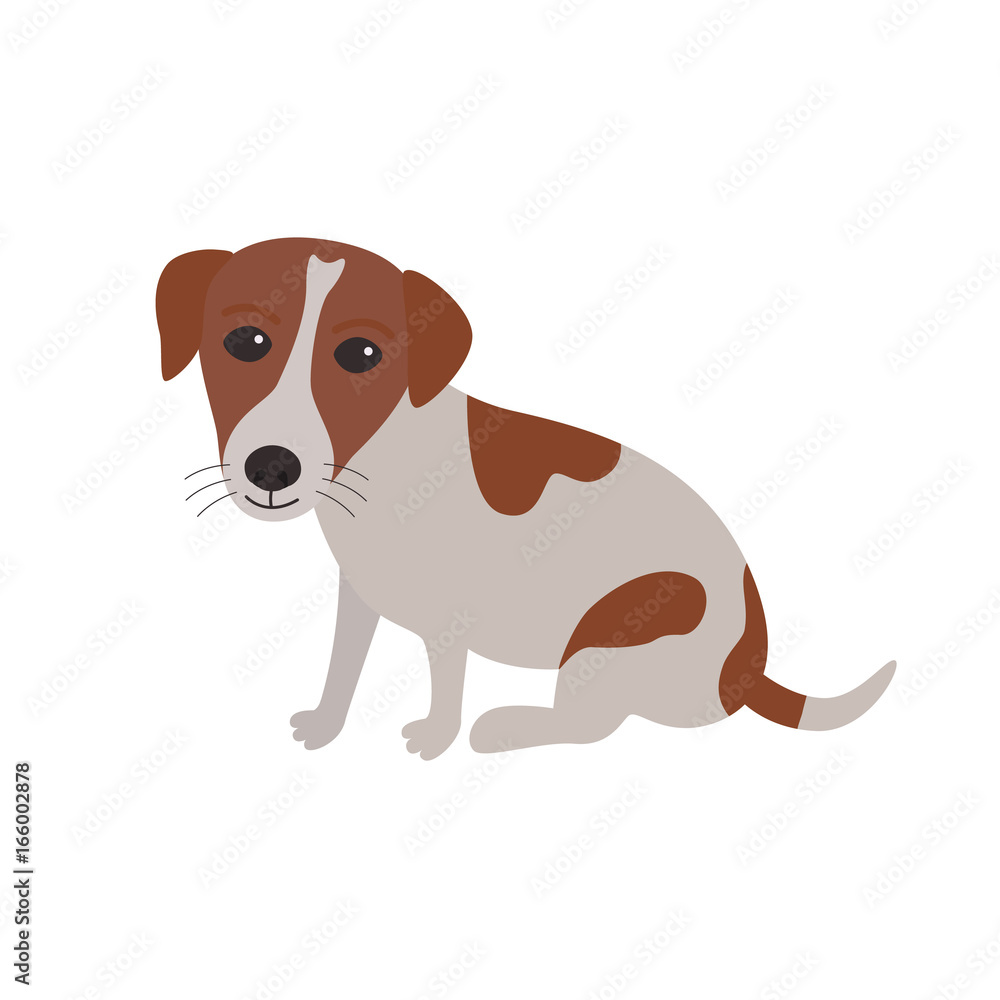 Jack Russell Terrier dog sitting Jack Russell Terrier dog sitting