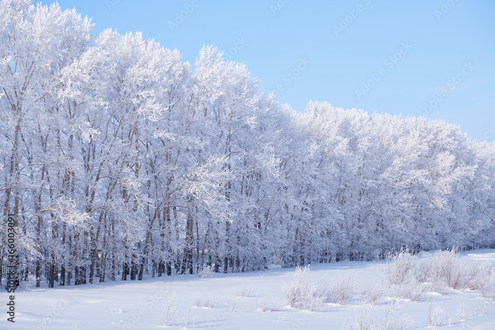 Forest belt of poplar trees under hoarfrost in snow field in winter season Forest belt of poplar trees under hoarfrost in snow field in winter season
