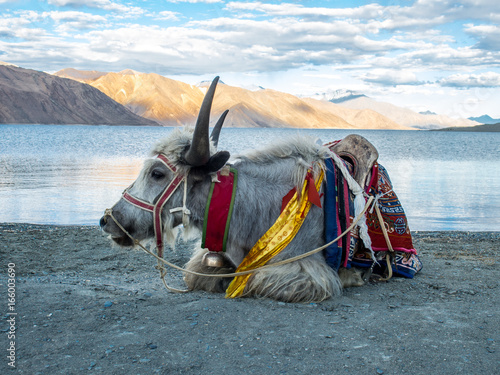 Yak at Lakeside
