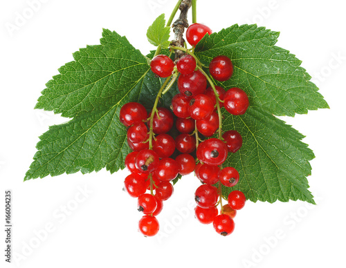 Red currant berries with leaves