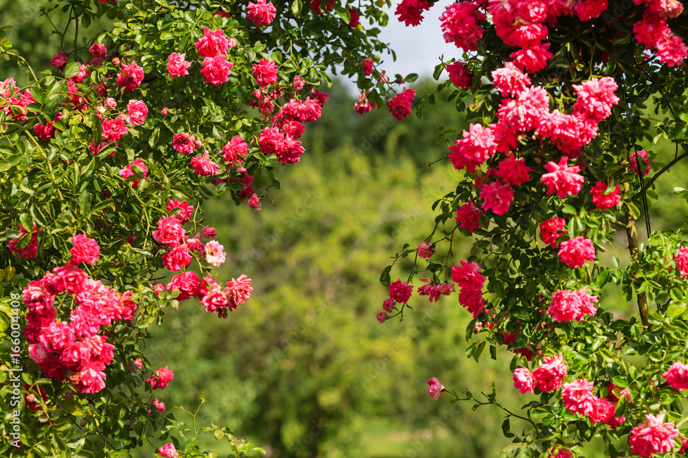 pink roses in the summer garden