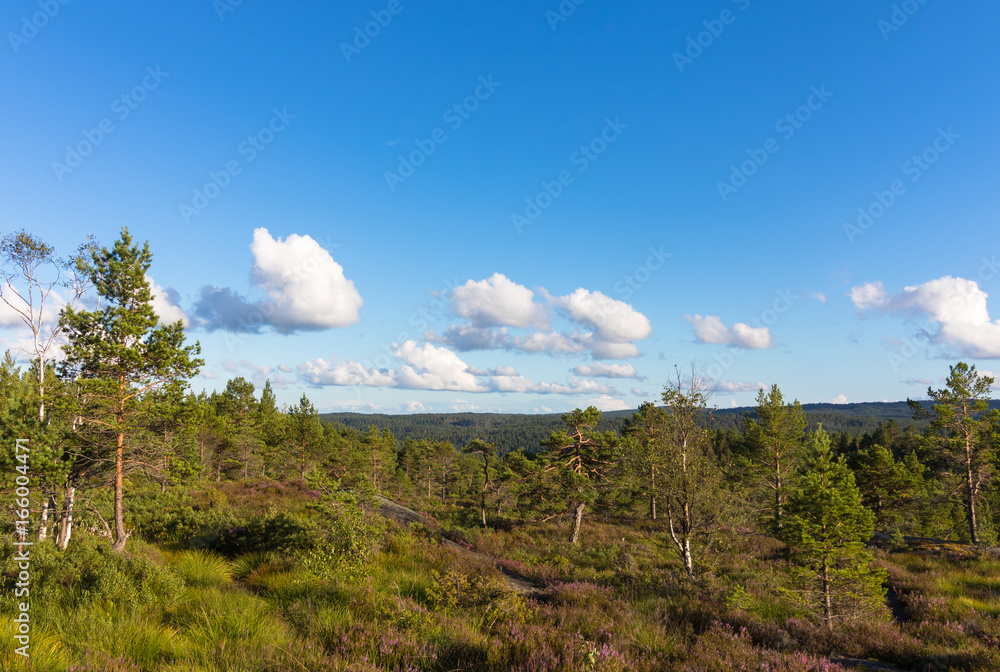 Obraz premium Forest landscape in Norway with blue sky